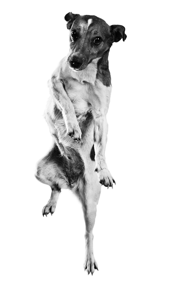 doggo