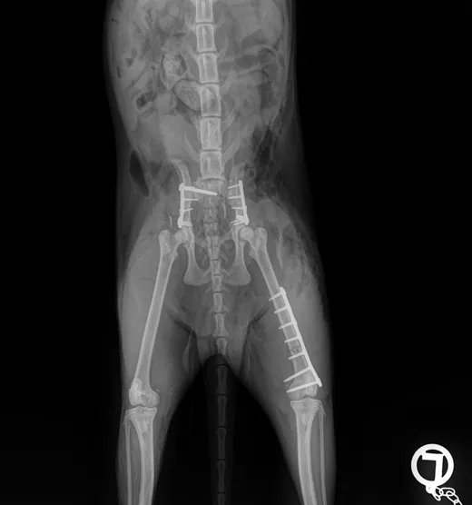 LeiLOX Micro_X-Ray_LeiLOX5_post (Felix Sonntag)