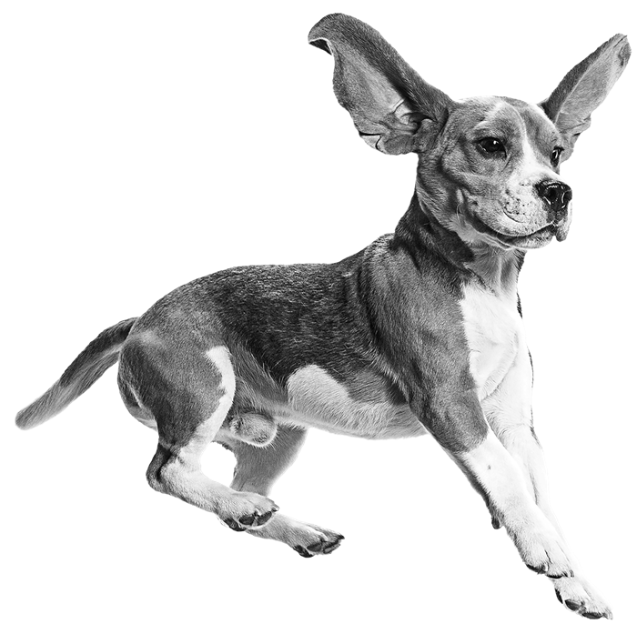bw-doggo